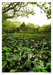 Lotus Pool, Ubud