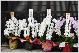 Orchids for sale, Gion, Kyoto